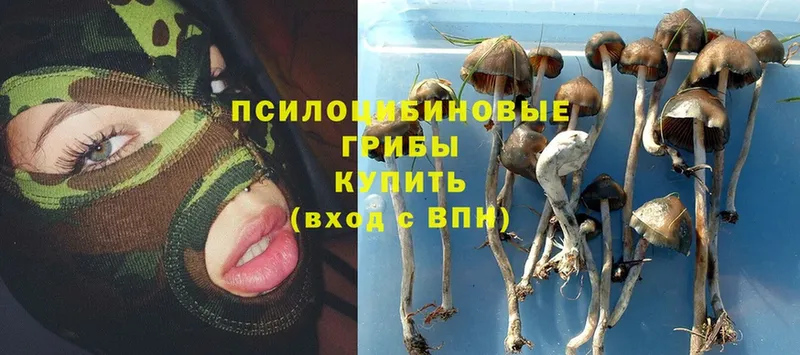 Псилоцибиновые грибы Psilocybe  Цоци-Юрт 